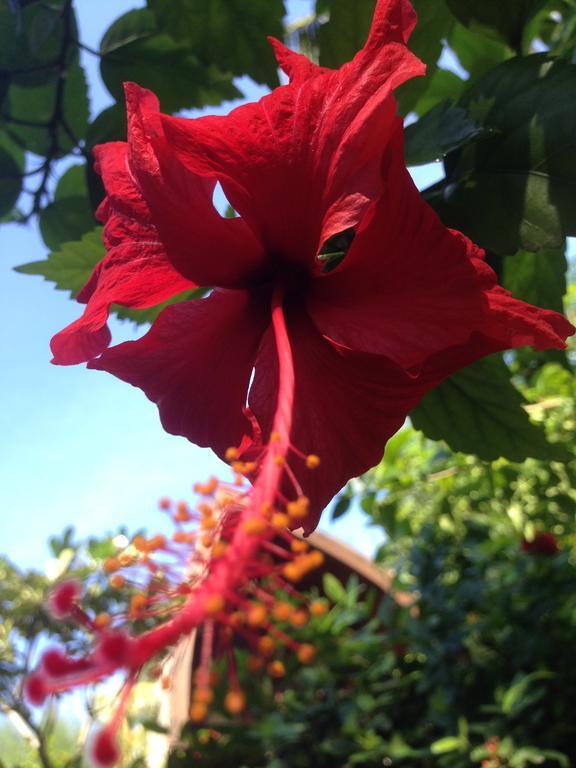 Gili Garden Bungalow Gili Meno Luaran gambar